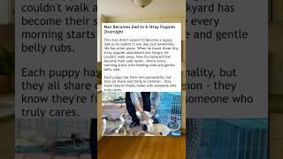 Man Adopts 6 Strays!!  #wholesome #puppies
