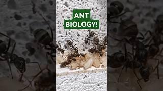 The BIOLOGY Of ANTS! ️