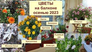 Цветы на балконе осенью. Петуния, львиный зев, хризантема, ипомея, калла. Как зимовать? Ноябрь 2023.