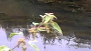 Fish in the river crouch