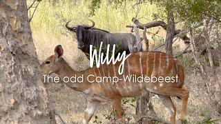 Wildebeest thinks it is a Nyala – Willy, the odd Camp-Wildebeest