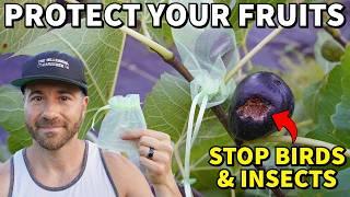 The EASIEST Way To Protect Fruits From Insects And Birds