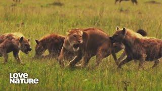 Lions & Hyenas: Battle of the Beasts