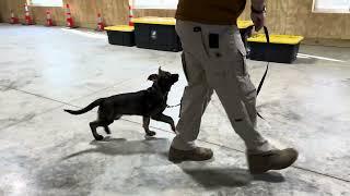 “Mirage” Z Tykev Vino obedience at 14 weeks old. Super engaging German Shepherd puppy!
