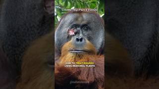 Orangutan Treats Its Own Wound With Medicinal Plants