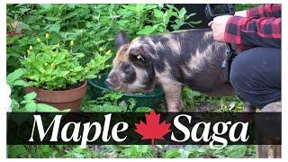3 HOUR Maple Saga