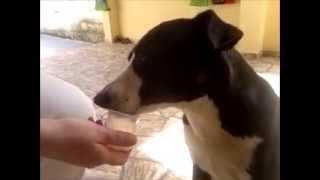 Teddy tomando iogurte  | by #pu2kak | #teddycachorrao |
