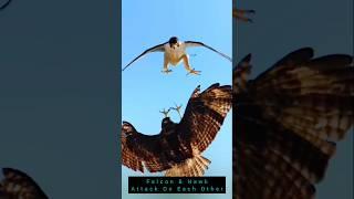 Falcon And Hawk Attack On Each Other #fyp