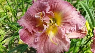 Лилейник  Мэджик Аметист . Hemerocallis Magic Amethyst .