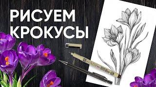 Как нарисовать крокусы (шафран) - Уроки рисования - Ола Ч.