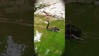 most beautiful swan of the world,#swan ,#ducks ,#thenatureandpets ,#shortvideos