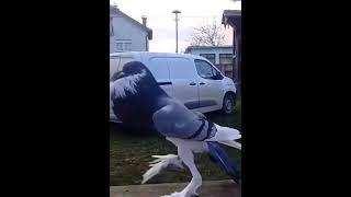 Голуби Дутыши шикарный красавец(Pigeons Pout gorgeous handsome) 