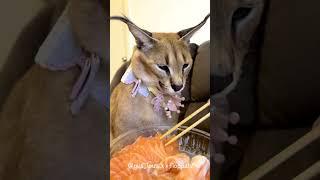 Floppa Gus Loves to Eat Salmon : Caracal