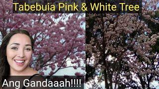 The Most Beautiful Tree in the Philippines :Pink and White Tabebuia Rosea Tree