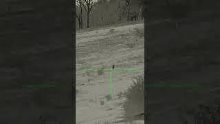 #coyote #hunting #short #shortshorts #shortvideo