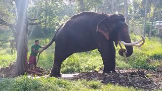 Tusker Indi raja (ඉන්දි රාජා) Sri lankan elephant