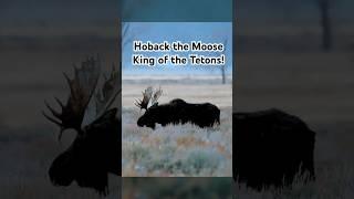 Hoback is one of the largest and oldest moose in Grand Teton! #moose #wildlife #nature #ytshorts