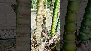 Grow Your Own Buddha Belly Bamboo in Florida With EatYourBackYard
