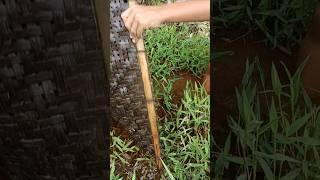 Fish catching mini vlog #shorts