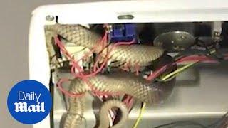 Business owner finds deadly snake inside oven - Daily Mail