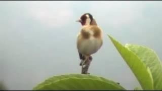 Голоса птиц. Щегол (Carduelis carduelis)