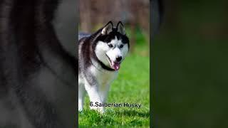 Top 10 most dangerous dogs in the world #dog #viralvideo #fitdogs #freerangingdogs #amazingdogs