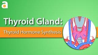 Thyroid Gland: Thyroid Hormone Synthesis