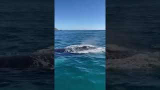 whale in Atlantic Ocean #dreamspuntacana #atlanticocean #caribbean #palm