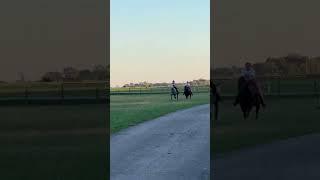 So cool to see their stride from the front  #horse #equestrian #strides #racing #rodeo
