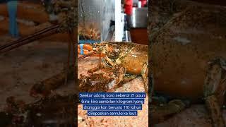 Udang kara 110 tahun dilepaskan ke laut