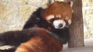 The fat Red Panda warmed up and tried to jump out,but...