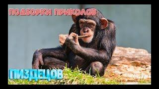 САМЫЕ ТОПОВЫЕ ОТБОРНЫЕ ПРИКОЛЫ МАЙ 2019#17