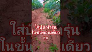 ทั้งใส่ปุ๋ย ทำรุ่นในขั้นตอนเดียวจบ   #tractor #kubota #วัยรุ่นทำไร่ #farming #ชาวไร่มัน #ฟีดดด #ฟีด