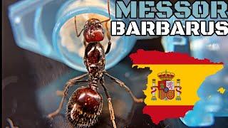 MESSOR BARBARUS - Экзотика, не значит дорого!