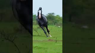 very beautiful black horse marwadi atisundar new Punjabi song whatapp status please suscribe like