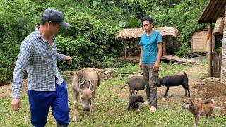 The owner of the stone calf went to the man's house to take the calf out of the forest.