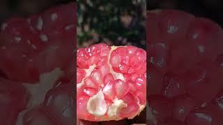 Green pomegranate seeds #pomegranate #farming #villagelife