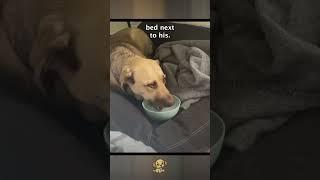 Terrified Rescue Dog Finds Her Home. #dog #story #heartwarming #doggy #pet #goodpeople #happy