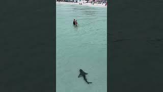 #santarosabeach #florida #shark #sharks