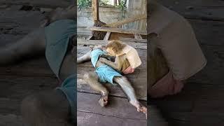 The monkeys are having fun #monkeydluffy #monkeysr #monkeychallenge #babymonkey #monkeylove #monkey