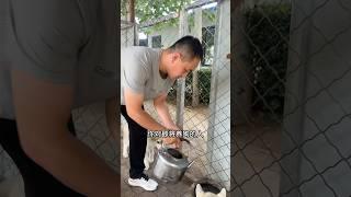 犬舍老板对养狗人的忠告，你属于哪一种？/Kennel Owner's Advice to Dog Owners on Why You Want to Get a Dog？ #dogs  #dog