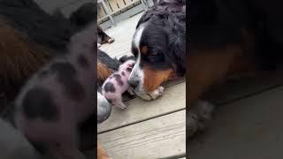 Super cute animals will make you smile #24 