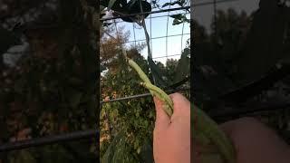 How to harvest yard long or Asian noodle beans #gardeninghomesteadingskills #garden #beans
