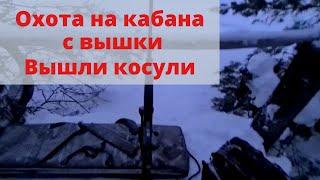 Выехал на охоту с вышки на кабана, а вышли косули. Охота на кабана зимой