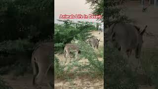 Donkeys Life ️#foryou#animals#shortvideo#viralvideo#video#viralshorts#shorts#short#viralshort