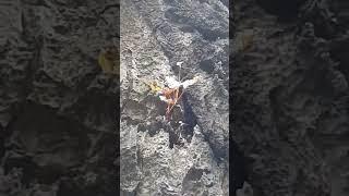 Plants Growing on Stone Cliff #viral #youtubeshorts #amazing #trending