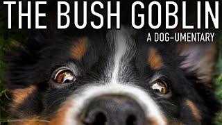 The Bush Goblin Dog-umentary  | Funny Bernese Mountain Dog Puppy Is Obsessed With Bushes