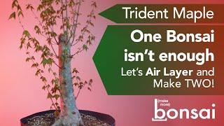 Bonsai for Free! Make More Bonsai by Air Layering this Yamadori Trident Maple