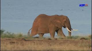 Elephant vs. Rhino in Life | Animal Planet | ASP PRO