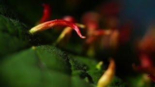 Gall Mites and a Sunny Environment